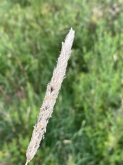 Alopecurus arundinaceus