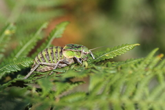 Bradyporinae