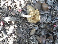 Agaricales