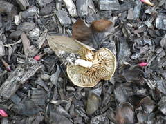 Agaricales