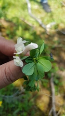 Trifolium eximium