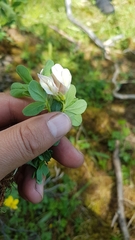 Trifolium eximium