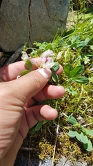Trifolium eximium