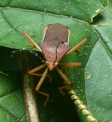 Anasa varicornis