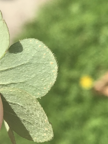 Oxalis articulata