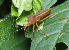 Anasa varicornis