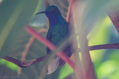 Campylopterus ensipennis