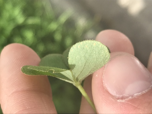 Oxalis articulata