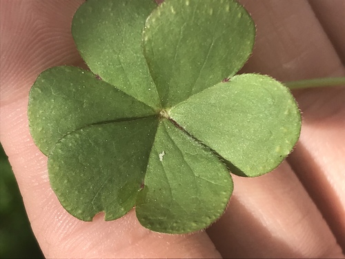 Oxalis articulata