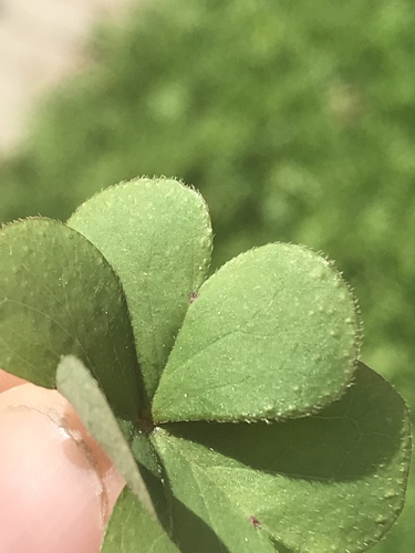 Oxalis articulata
