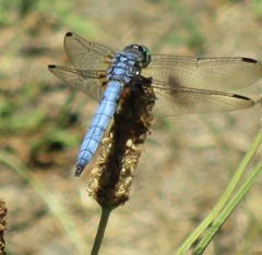Pachydiplax longipennis