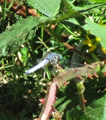 Pachydiplax longipennis