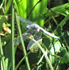 Pachydiplax longipennis