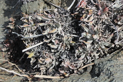 Dudleya virens insularis