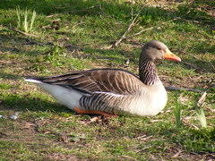 Anser anser