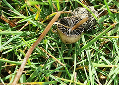 Psilocybe alutacea