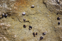 Littorina scutulata