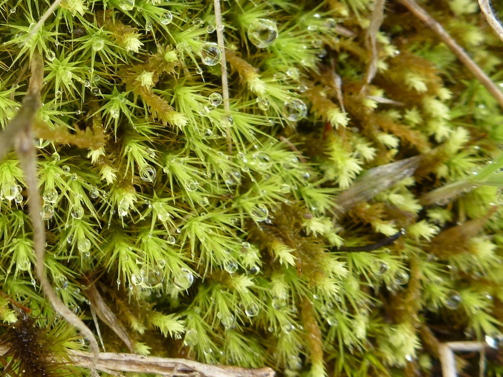 Bryopsida from Dead Man's Pass, Gawler SA, Australia on July 04, 2021 ...