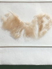 Chalciporus rubinellus