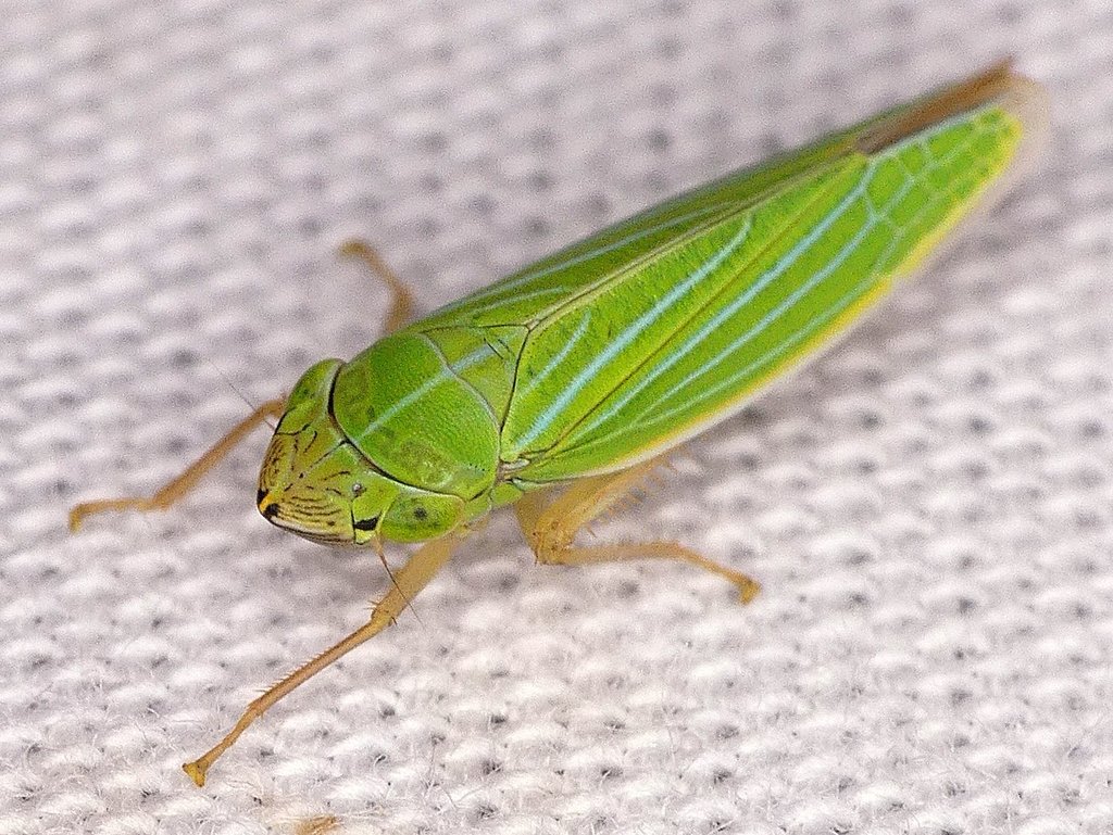 Draeculacephala angulifera