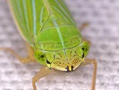 Draeculacephala noveboracensis