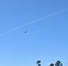 Falco novaeseelandiae