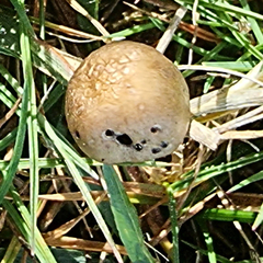 Psilocybe alutacea