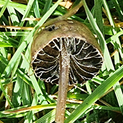 Psilocybe alutacea