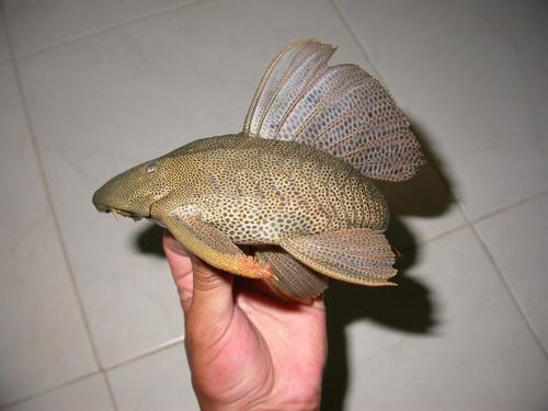 Wilsons pleco (Hypostomus wilsoni) — Loricariidae — 5