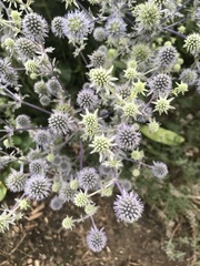 Eryngium planum