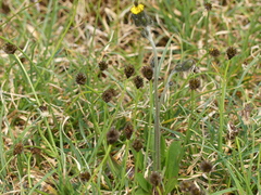 Divisae