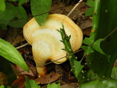 Ganoderma curtisii