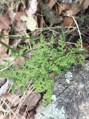 Myriopteris covillei