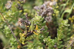 Agesander ruficornis