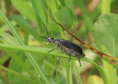 Epicauta cinerea-group