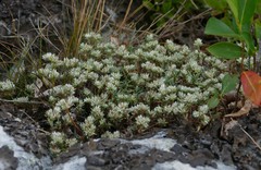 Paronychia argyrocoma