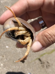 Isocheles wurdemanni