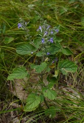 Scutellaria ovata rugosa
