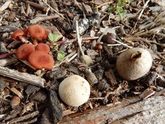 Lycoperdon subincarnatum