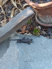 Sceloporus occidentalis