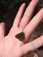 Satyrium semiluna