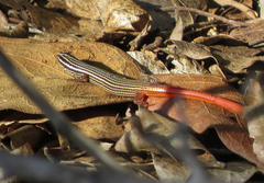Vanzosaura multiscutata