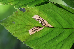 Stilbosis ostryaeella