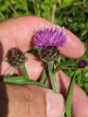 Centaurea debeauxii