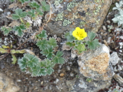 Potentilla subgorodkovii