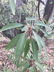 Arbutus arizonica