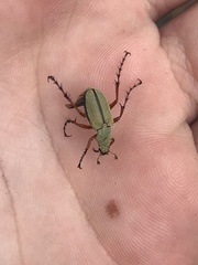 Macrodactylus uniformis