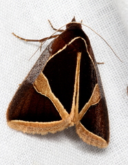 Agamana conjungens