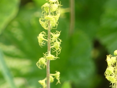 Pectiantia pentandra