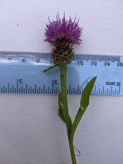 Centaurea debeauxii